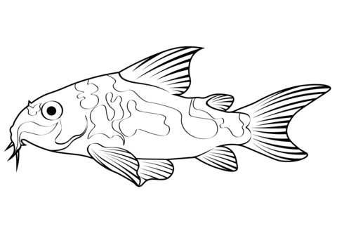 Peppered Catfish (Corydoras Paleatus) Coloring Page